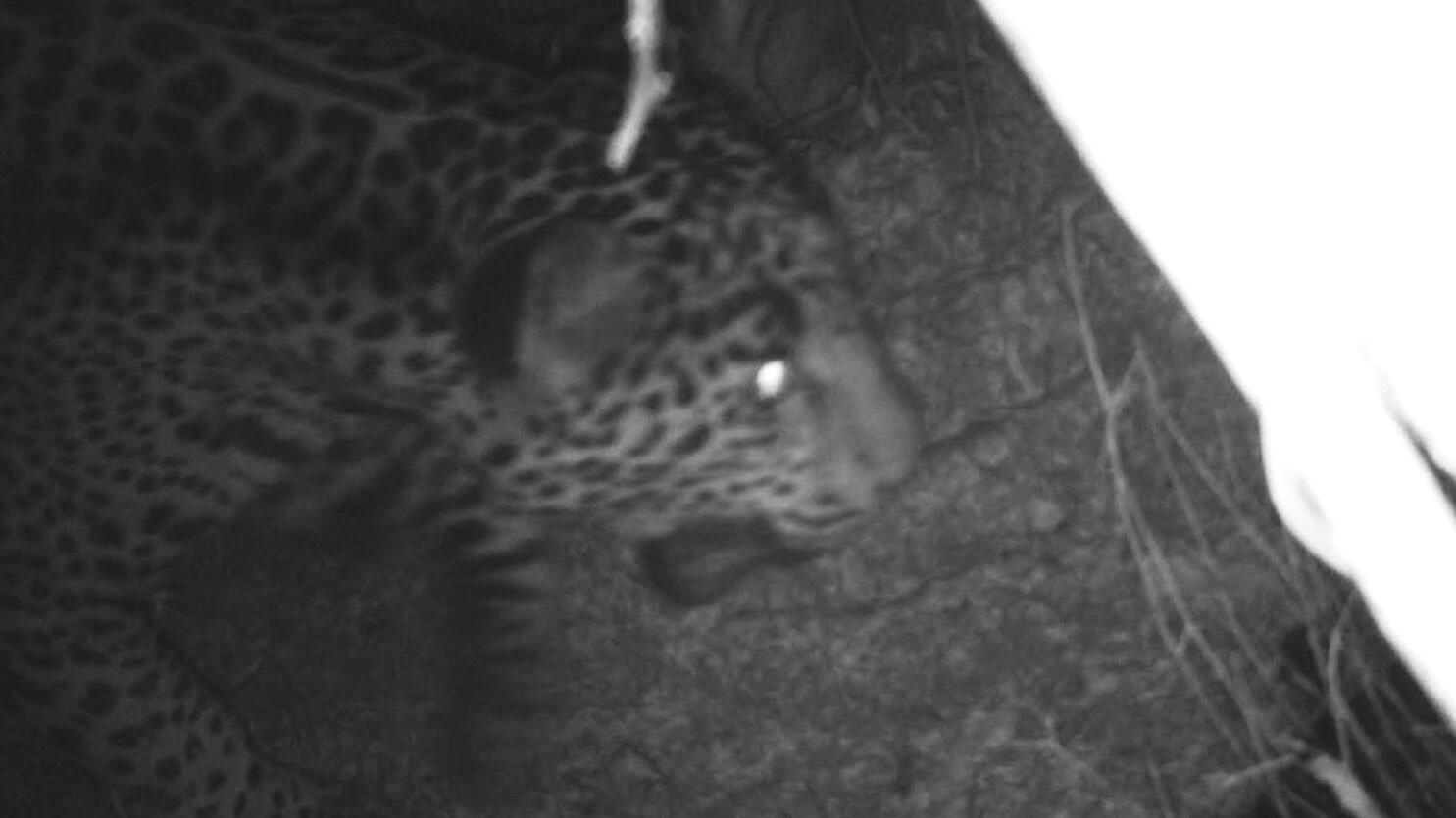 Jaguar that roamed Santa Ritas reappears in Sonora, conservationists say